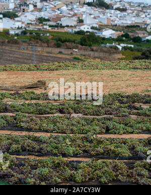 Appassimento tradizionale di vino dolce Pedro Ximenez uve sotto il caldo sole su campi in Montilla-Moriles regione vinicola, Andalusia, Spagna Foto Stock