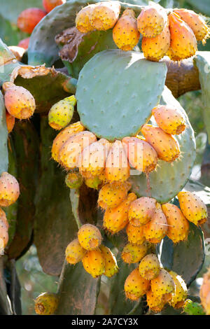 Gustosi frutti maturi di Opuntia ficus indica cactus o pickly pera, pronto per il raccolto Foto Stock