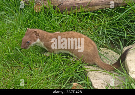 Ermellino Mustela erminea REGNO UNITO Foto Stock