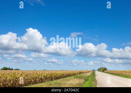 Iowa cornfields. La strada attraverso campi di grano vicino a Winterset, Iowa, USA Foto Stock