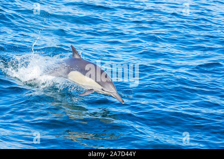 Jumping delfino comune Foto Stock