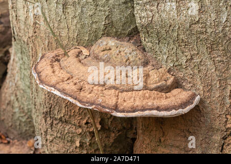 Ganoderma applanatum, artista staffa del fungo, su una coppia faggio, REGNO UNITO Foto Stock