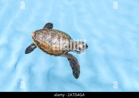 Carino baby tartaruga embricata Foto Stock