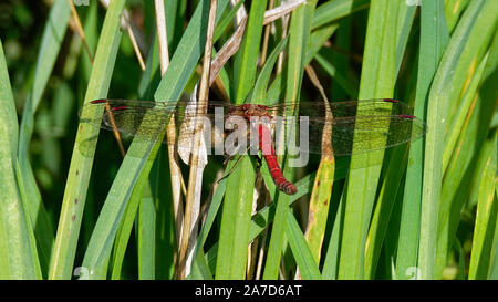 Ruddy Darter , Sympetrum sanguineum Foto Stock