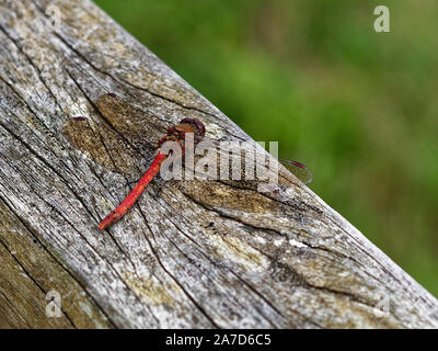 Ruddy Darter , Sympetrum sanguineum Foto Stock