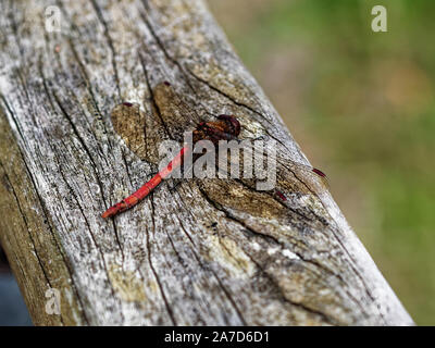 Ruddy Darter , Sympetrum sanguineum Foto Stock