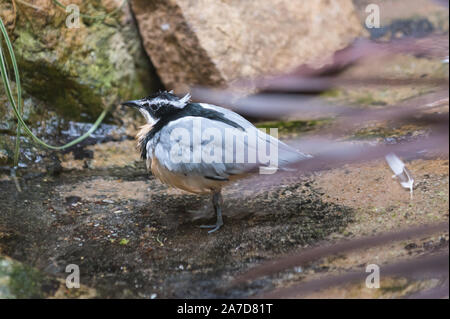 Plover egiziano ( Pluvianus aegyptius ) la balneazione Foto Stock