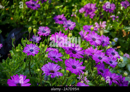 Un campo di fiori viola in piena fioritura Foto Stock