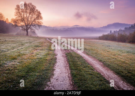 Lone Tree sulla riva del lago di Solina. Polanczyk, Subcarpathia, Polonia. Foto Stock