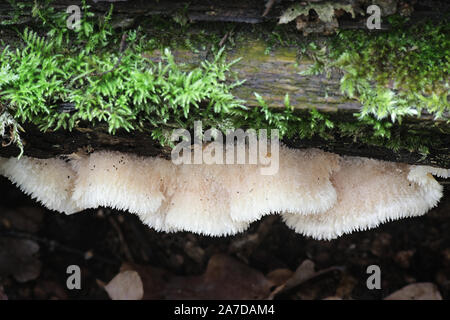 Phlebia tremellosa (ex Merulius tremellosus), noto come tremore Merulius o jelly rot, funghi selvatici dalla Finlandia Foto Stock