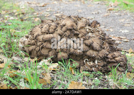 Grifola frondosa, noto come maitake, gallina di boschi e di ram la testa selvatici funghi commestibili con proprietà medicinali Foto Stock