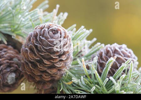 Frosty ramo e cono di larice europeo, Larix decidua Foto Stock