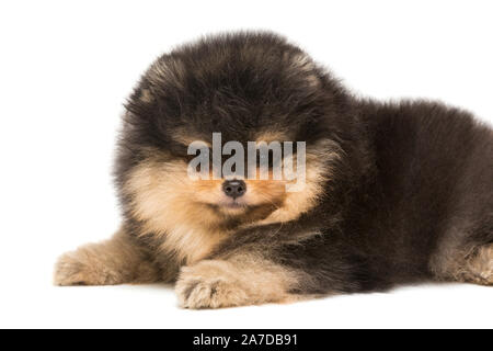 Nero piccolo Pomerania cucciolo risiede, isolato su sfondo bianco Foto Stock
