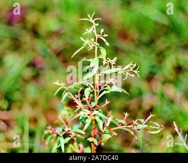 Daisy naturale | Fiori | fioritura | legno spazzola Foto Stock