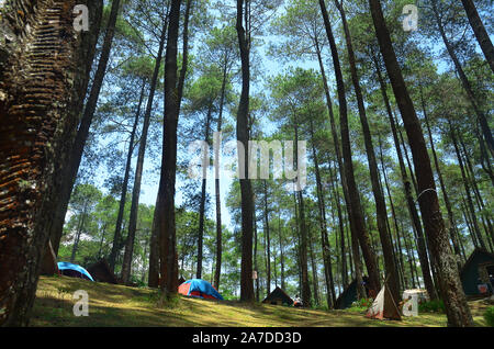 Alberi e cielo nella foresta Foto Stock