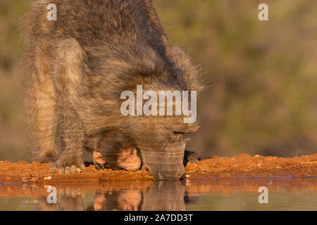 Femmina di babbuino Chacma (Papio ursinus) bere con il bambino guardando, Karongwe Game Reserve, Limpopo, Sud Africa Foto Stock