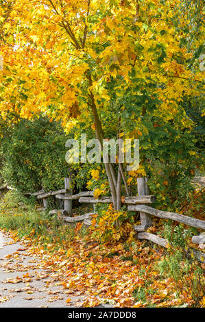 Weathered staccionata in legno su un percorso attraverso un paesaggio autunnale con foglie d'oro. Foto Stock