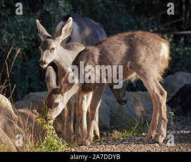Twin cerbiatti snacking con Mom su un giorno di caduta nel tardo pomeriggio di luce. Foto Stock