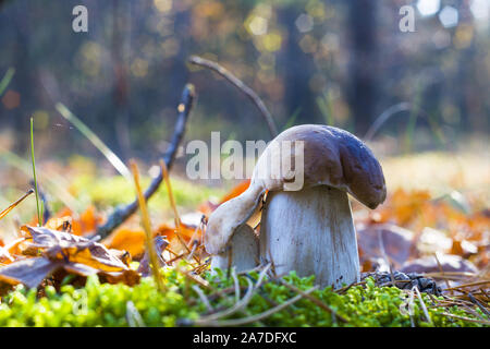 Paio di funghi porcini in legno soleggiato. Autunno crescono funghi nella foresta. Naturale cibo crudo in crescita. Cep commestibili, vegetariani naturali pasto organico Foto Stock