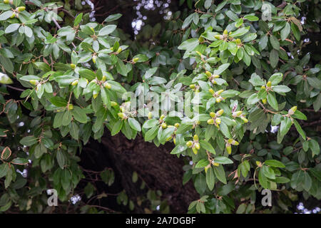 Scarpata Live Oak, Plateau Live Oak, o Plateau quercia (Quercus fusiformis) con ghiande Foto Stock