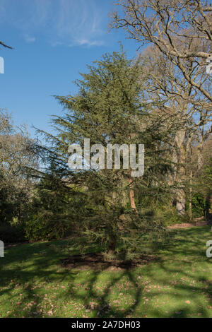 Estate Fogliame di un cedro di Cipro albero sempreverde (Cedrus brevifolia) in un giardino in Rural Devon, Inghilterra, Regno Unito Foto Stock