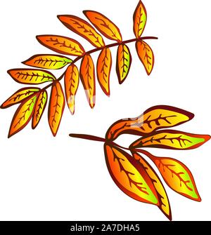 Vector Giallo autunno sorbus foglie. Illustrazione isolato elemento. Illustrazione Vettoriale