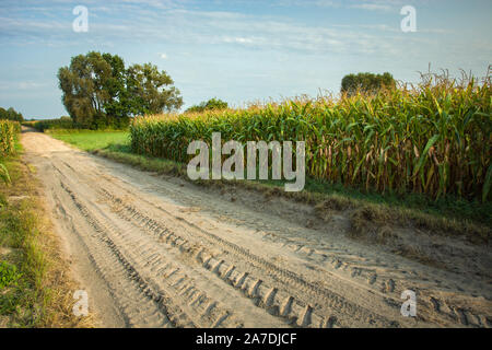 Tracce di ruote su una strada di sabbia, alberi e campo di grano Foto Stock