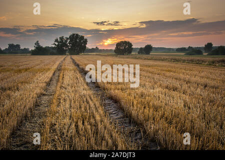 Tracce di ruote in stoppie, alberi all'orizzonte, nuvole e al tramonto Foto Stock