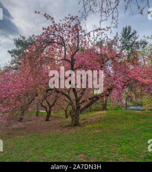 La molla nel Central Park di New York City con il Giapponese ciliegi in fiore Foto Stock