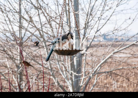 Alimentazione Bluejay su birdseed nel tardo inverno Foto Stock