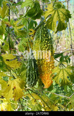 Grande maturazione melone amaro, virava al giallo - cresce su vite accanto alla piccola frutta verde Foto Stock