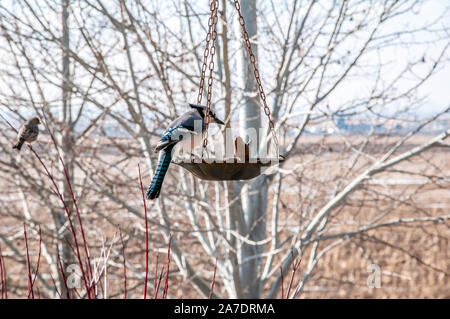 Alimentazione Bluejay su birdseed nel tardo inverno Foto Stock