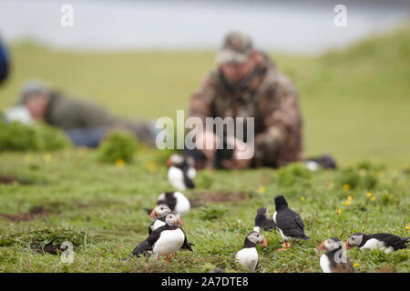 Wildlife Photographer fotografare i puffini, Fratercula arctica, Lunga, Treshnish Isole Ebridi Interne, Scotland, Regno Unito Foto Stock