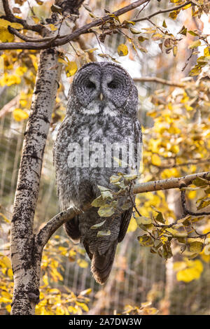 Grande gufo grigio nella struttura ad albero Foto Stock