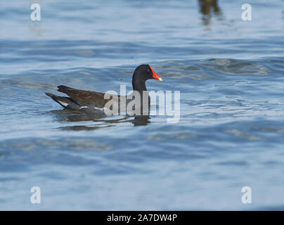 Pollo Sultano comune (Gallinula galeata) nuotare lungo il bordo del lago Chapala, Jocotopec, Jalisco, Messico Foto Stock