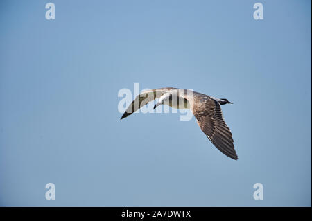 Ridendo Gabbiano (Larus atricilla) in volo non-allevamento piumaggio, Ajijic, Jalisco, Messico Foto Stock