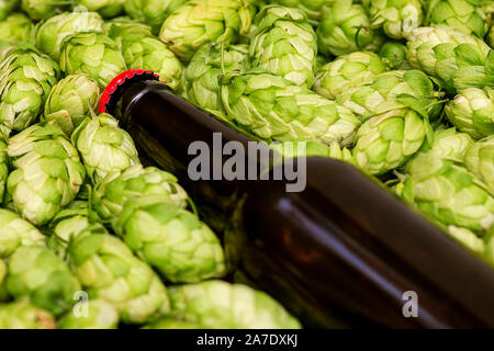 Bottiglia di birra giace sul luppolo in coni, vicino. Un bicchiere di bottiglie di birra, dei coni verdi. Foto Stock