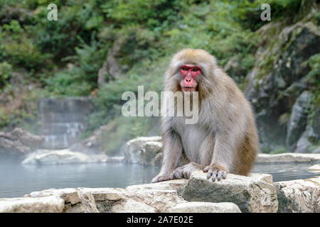 Macaque giapponese rilassarsi vicino le sorgenti calde nel Jigokudami Monkey Park, Nagano, Giappone. Foto Stock