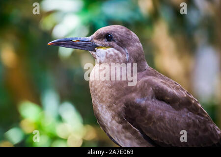 Il volto di una donna inca tern in closeup, uccelli costieri da America, vicino minacciate specie animale Foto Stock