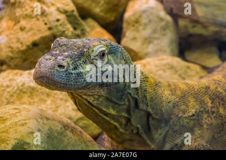 Drago di komodo faccia in primo piano, monitor tropicale lizard dall Indonesia, vulnerabile specie animale Foto Stock