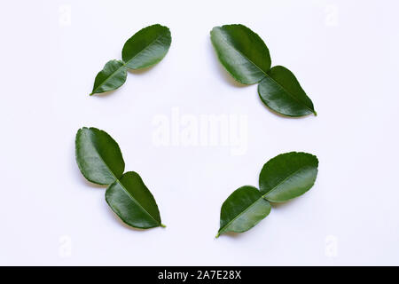 Cornice fatta di bergamotto foglie di combava erbe fresche ingrediente isolato su sfondo bianco. Foto Stock
