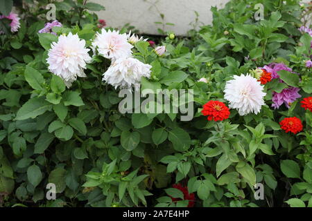 Bianco, Rosso e fiori viola Foto Stock