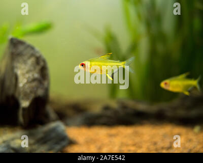 Tetra limone (Hyphessobrycon pulchripinnis ) in un serbatoio di pesci Foto Stock