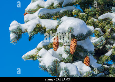 Douglas Fir Tree (Pseudotsuga menziesii) rami con neve fresca che mostra pigne e aghi, Castle Rock Colorado US. Foto scattata in ottobre. Foto Stock