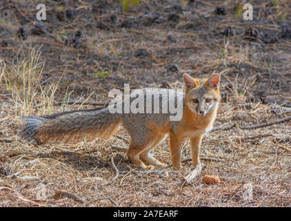 Young Grey Fox o Grey Fox (Urocyon cinereoargenteus), fotografo di occhi nella Pike National Forest Colorado USA. Foto scattata nel mese di ottobre. Foto Stock