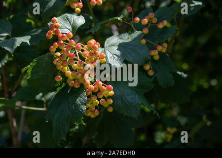 I frutti di Viburnum trilobum sono di colore rosso. Concentrati di frutta Foto Stock