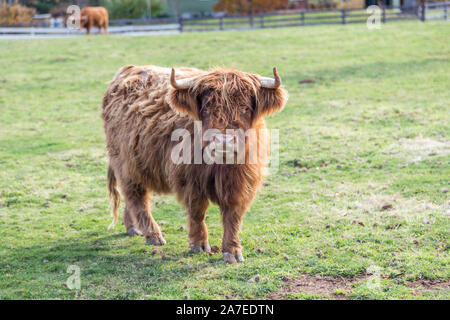 Highland Scottish bovini in un pascolo verde guardando la telecamera Foto Stock