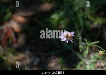 Erba lilla-lasciava Scabious fiore a San Gallo in Svizzera. Il suo nome latino è Lomelosia Graminifolia Syn Scabiosa Graminifolia , nativi a Centrale Foto Stock