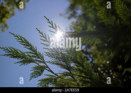 Il ramo cupressocyparis Leylandii sfondo verde. Blue sky in background Foto Stock