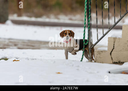 Un piccolo cane beagle guardando i dintorni Foto Stock